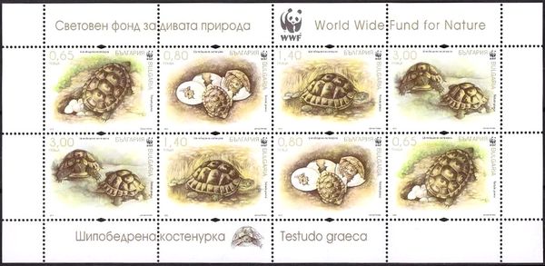 Spur-thighed Tortoise (Testudo graeca)