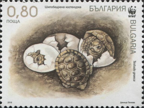 Spur-thighed Tortoise (Testudo graeca)