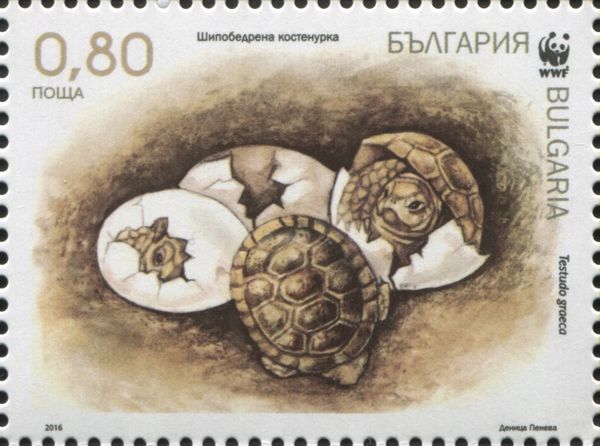 Spur-thighed Tortoise (Testudo graeca)