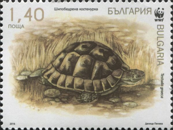 Spur-thighed Tortoise (Testudo graeca)
