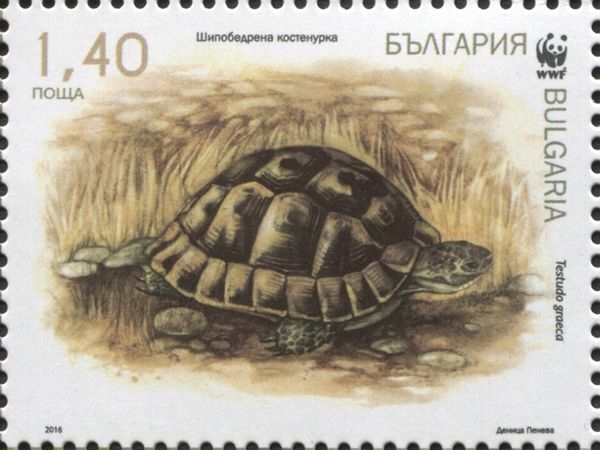 Spur-thighed Tortoise (Testudo graeca)