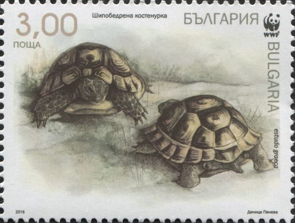Spur-thighed Tortoise (Testudo graeca)
