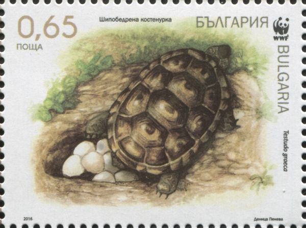 Spur-thighed Tortoise (Testudo graeca)
