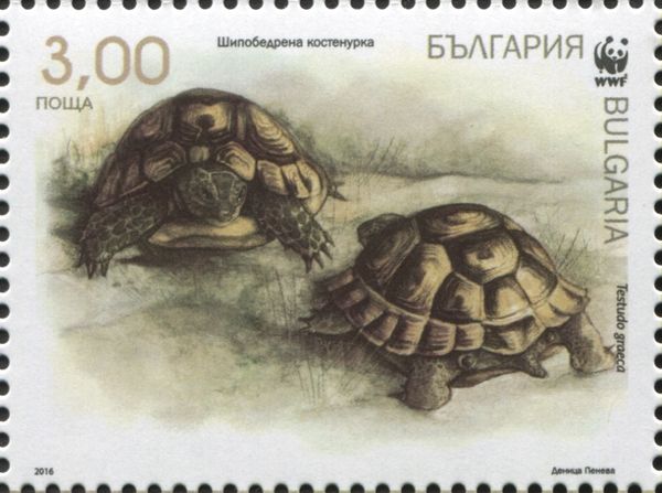 Spur-thighed Tortoise (Testudo graeca)