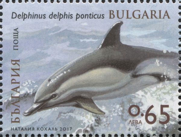 Black Sea Common Dolphin (Delphinus delphis ponticus)