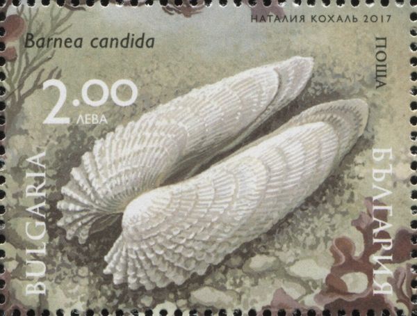 White Piddock (Barnea candida)