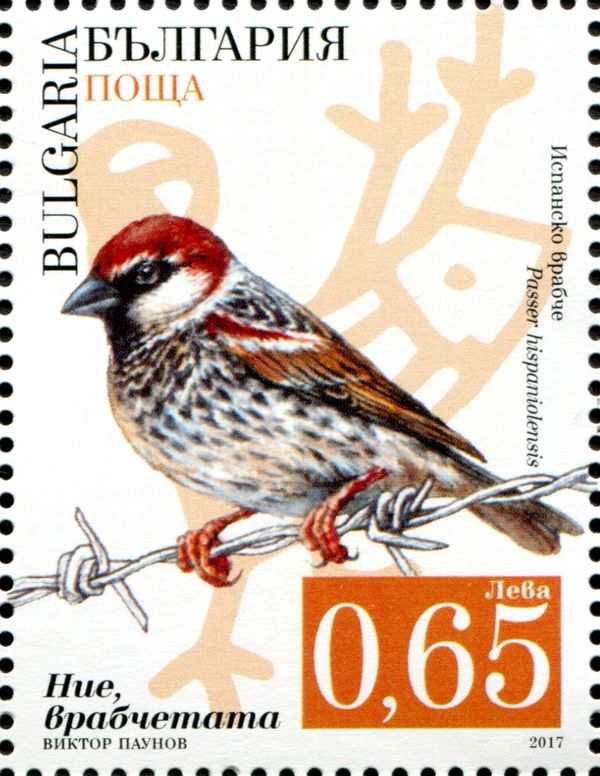 Spanish sparrow (Passer hispaniolensis)