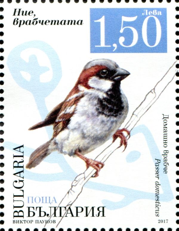 House sparrow (Passer domesticus)