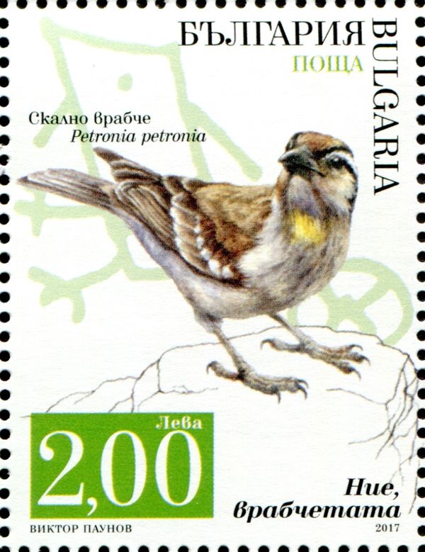 Rock sparrow (Petronia petronia)