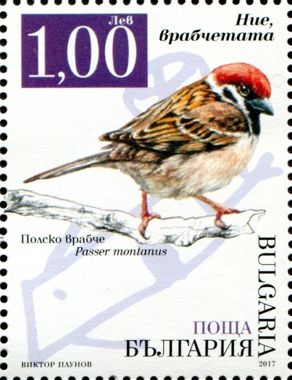 Eurasian tree sparrow (Passer montanus)