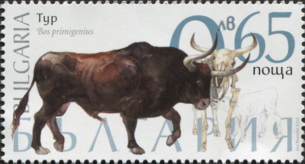 Aurochs (Bos primigenius)