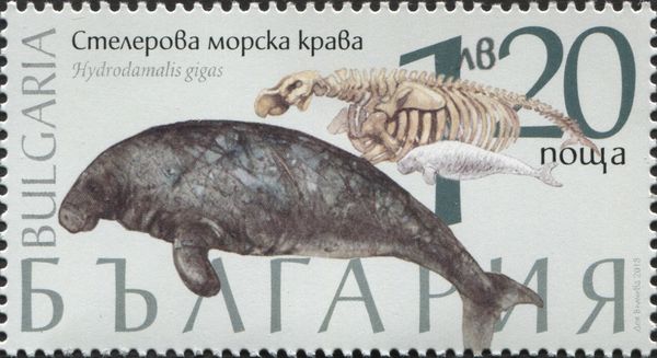 Steller's sea cow (Hydrodamalis gigas)
