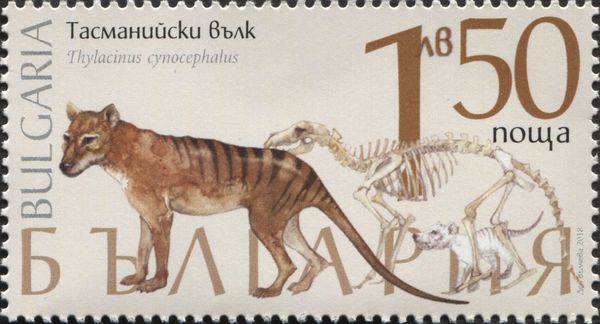 Tasmanian tiger (Thylacinus cynocephalus)