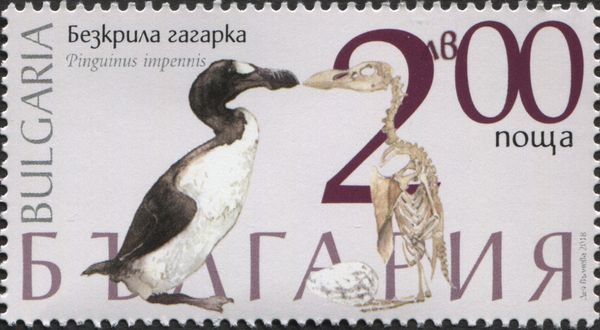 Great auk (Pinguinus impennis)