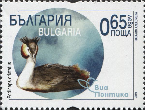 Great crested Grebe (Podiceps cristatus)