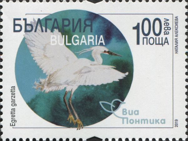 Little egret (Egretta garzetta)