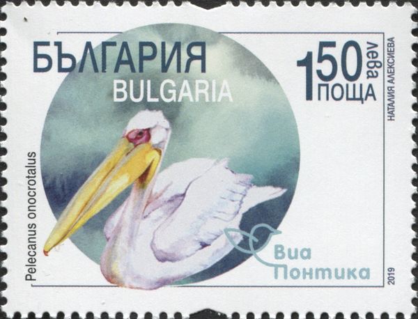 Great White Pelican (Pelecanus onocrotalus)