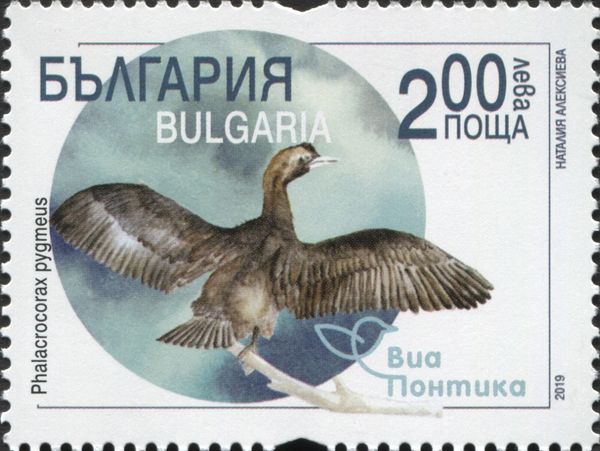 Pygmy Cormorant (Phalacrocorax pygmaeus)