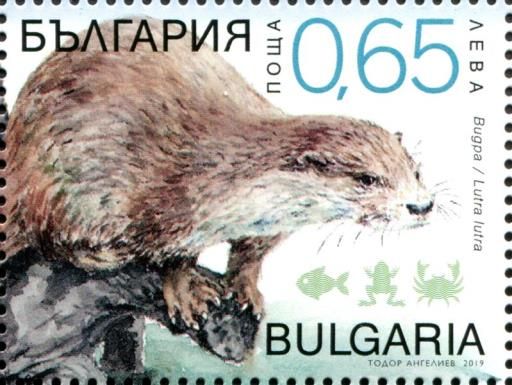 Eurasian Otter (Lutra lutra) (Normal Paper)