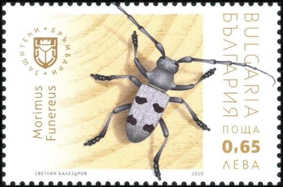 Morimus funereus