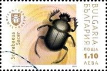 Sacred scarab (Scarabaeus sacer)