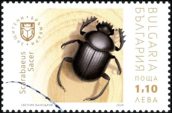 Sacred scarab (Scarabaeus sacer)