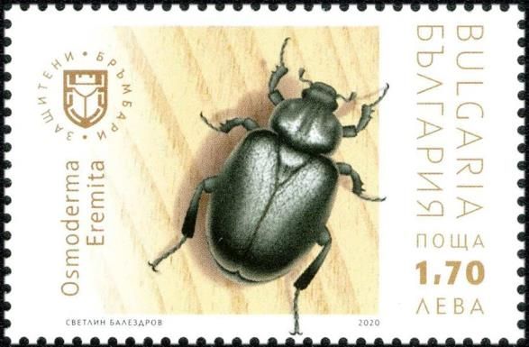 Hermit beetle (Osmoderma eremita)