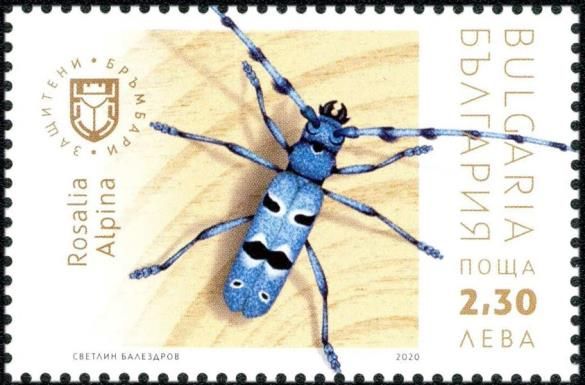 Rosalia longicorn (Rosalia alpina)