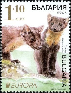 European Pine Marten (Martes martes)
