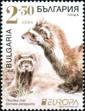 Marbled Polecat (Vormela peregusna)