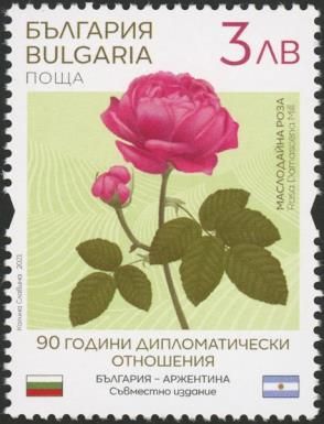 Rose (Rosa × damascena Mill.)