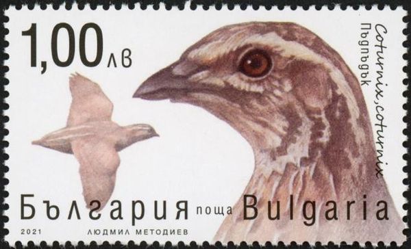 Common Quail (Coturnix coturnix)