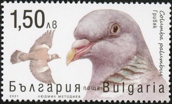 Common Wood Pigeon (Columba palumbus)