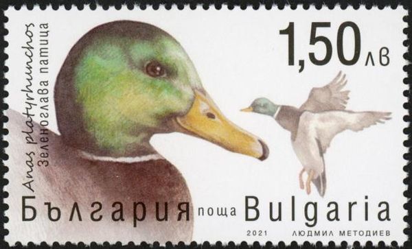 Mallard (Anas platyrhynchos)