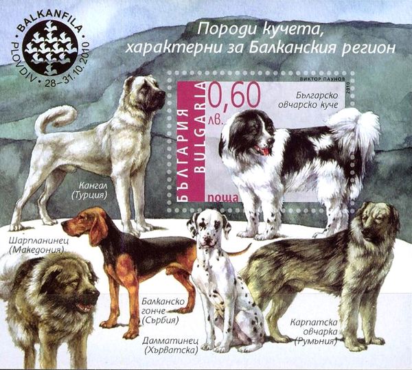 Karakachan Dog (Canis lupus familiaris)