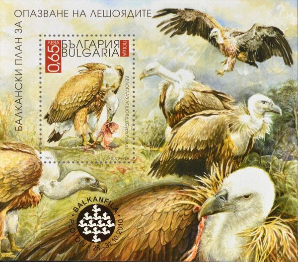 Griffon Vulture (Gyps fulvus)