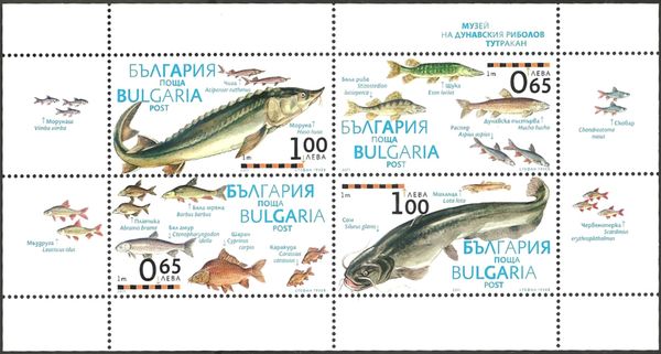 Fish of the Danube