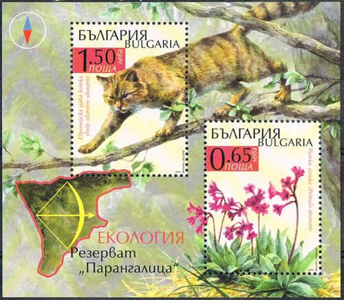 Central European Wildcat (Felis silvestris silvestris)