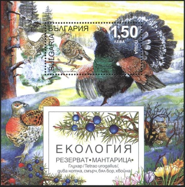 Capercaillie (Tetrao urogallus)