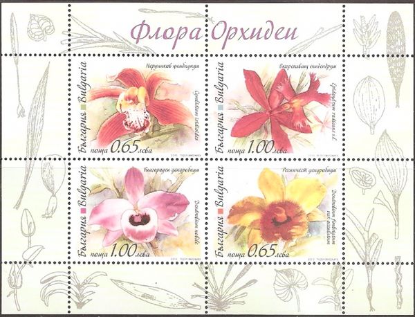 Orchids