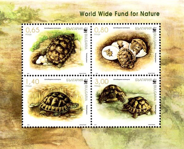 Spur-thighed Tortoise (Testudo graeca)
