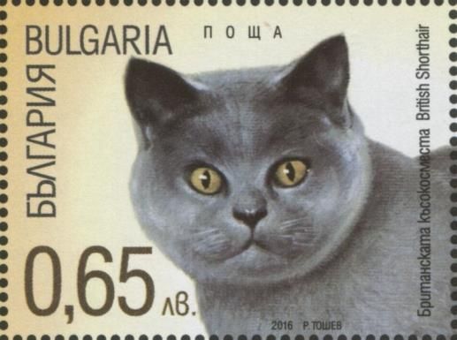 British Shorthair (Felis silvestris catus)