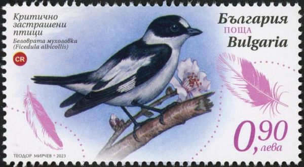 Collared Flycatcher (Ficedula albicollis)