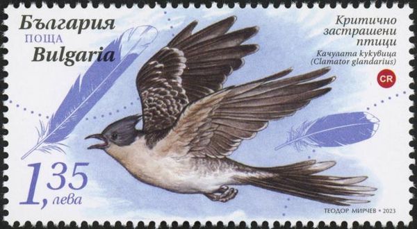 Great Spotted Cuckoo (Clamator glandarius)