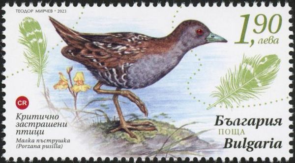 Baillon's Crake (Porzana pusilla)