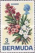 Oleander