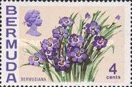 Bermudiana