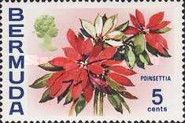 Poinsettia