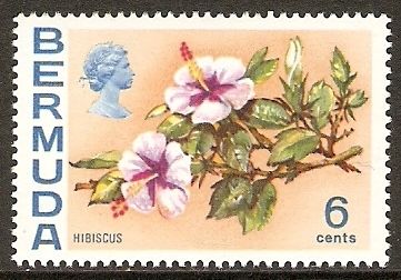 Hibiscus