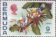 Cereus